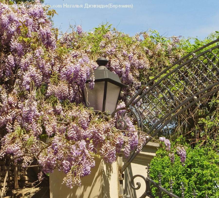 Blossom, Flower, Lilac, Plant, Cherry Blossom, Flora, Bush