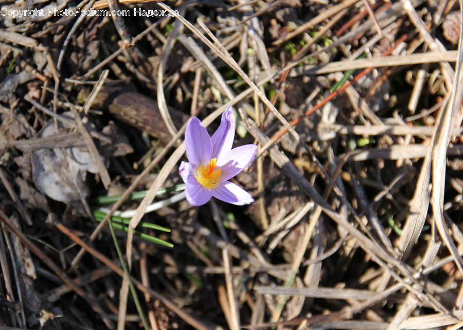Blossom, Crocus, Flora, Flower, Plant