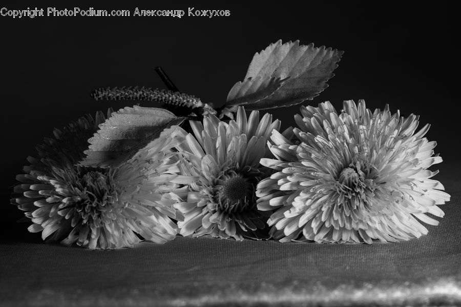 Blossom, Flora, Flower, Plant, Anther, Petal, Artichoke