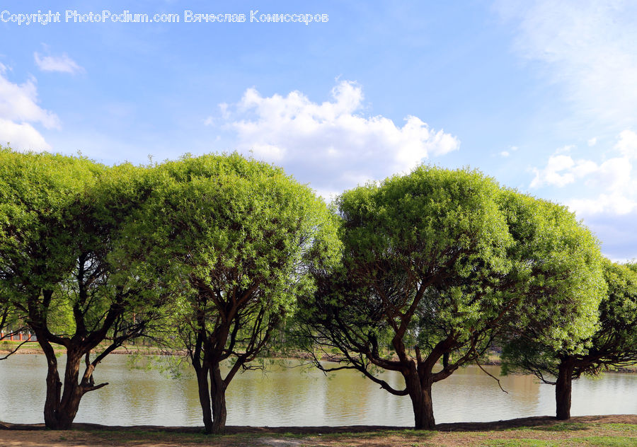Plant, Tree, Oak, Wood, Bonsai, Potted Plant, Conifer