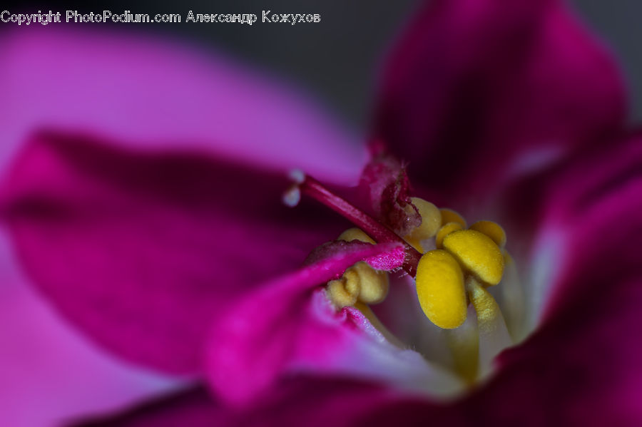 Blossom, Flora, Flower, Geranium, Plant, Crocus, Petal