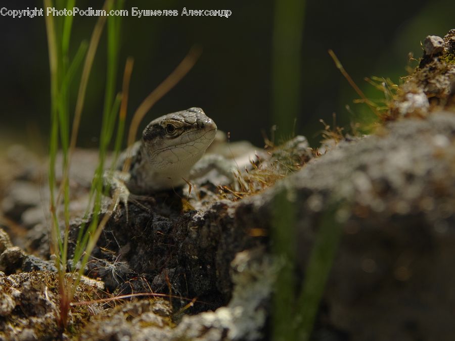 Amphibian, Frog, Wildlife, Moss, Plant, Algae, Lizard