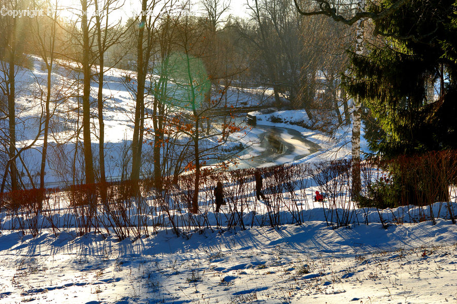 Forest, Jungle, Rainforest, Vegetation, Plant, Tree, Ice