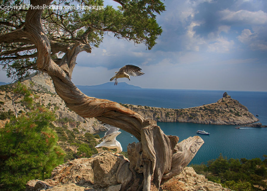 Bird, Seagull, Tree Trunk, Oak, Tree, Wood, Booby