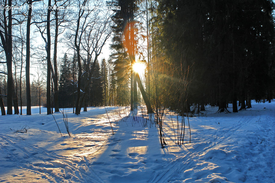 Conifer, Fir, Plant, Tree, Forest, Vegetation, Ice
