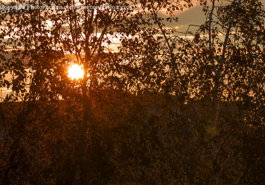 Field, Grass, Grassland, Plant, Flare, Light, Sunlight