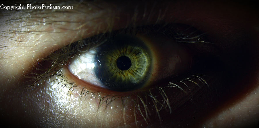 Human, Contact Lens