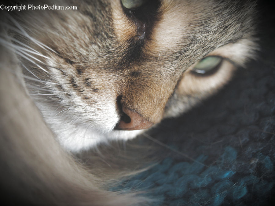 Asleep, Animal, Cat, Pet, Siamese
