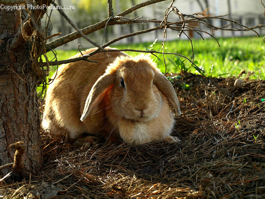 Animal, Bunny, Hare, Mammal, Rabbit, Rodent, Gazelle