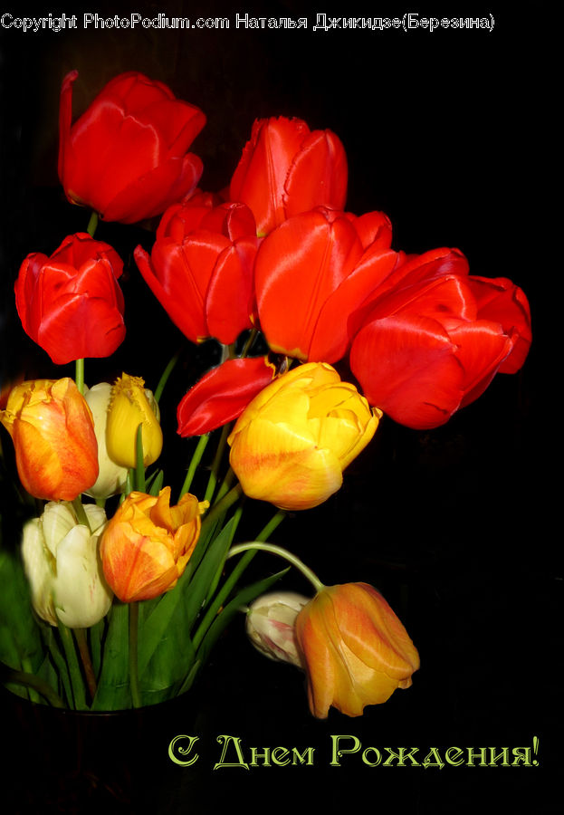 Blossom, Flora, Flower, Plant, Tulip, Flower Arrangement, Flower Bouquet