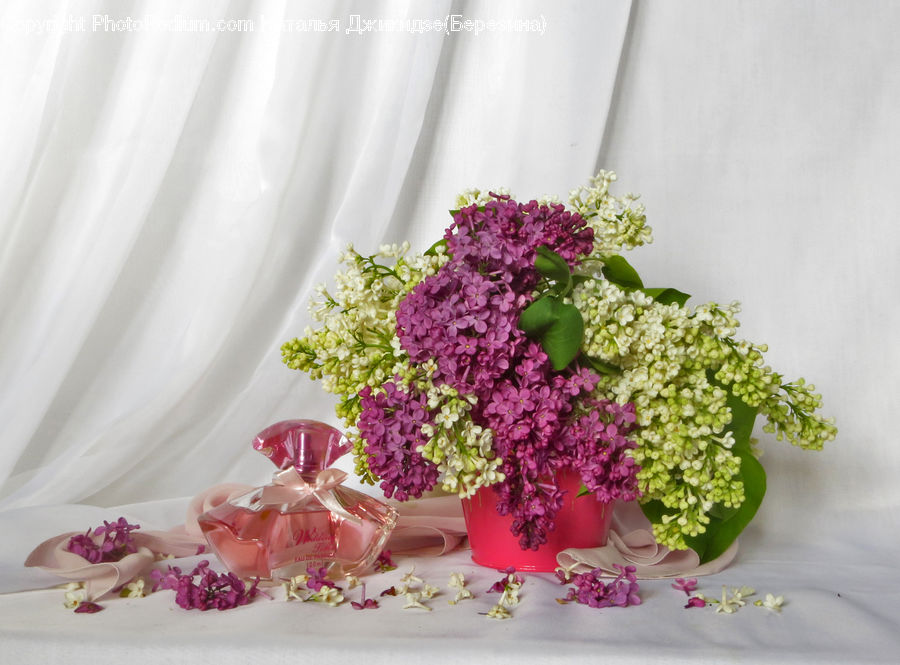 Plant, Potted Plant, Bonsai, Tree, Blossom, Flower, Lilac