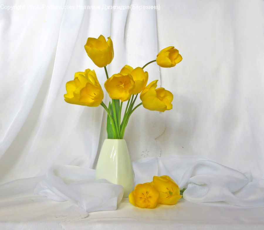 Blossom, Flora, Flower, Plant, Tulip, Daffodil, Glass