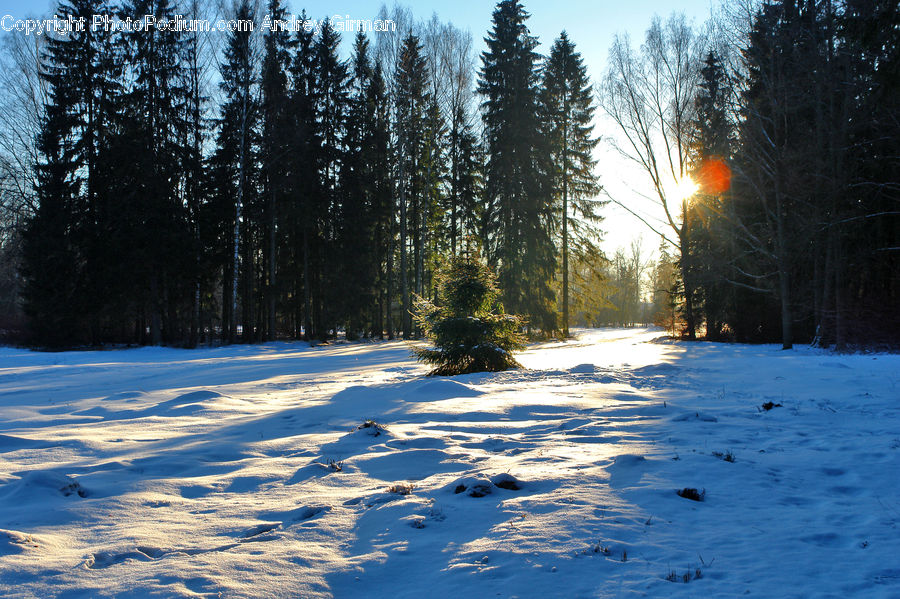 Forest, Vegetation, Conifer, Fir, Pine, Spruce, Wood
