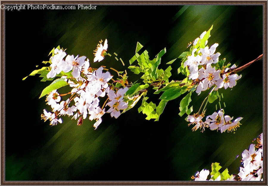 Blossom, Flora, Flower, Plant, Geranium, Cherry Blossom