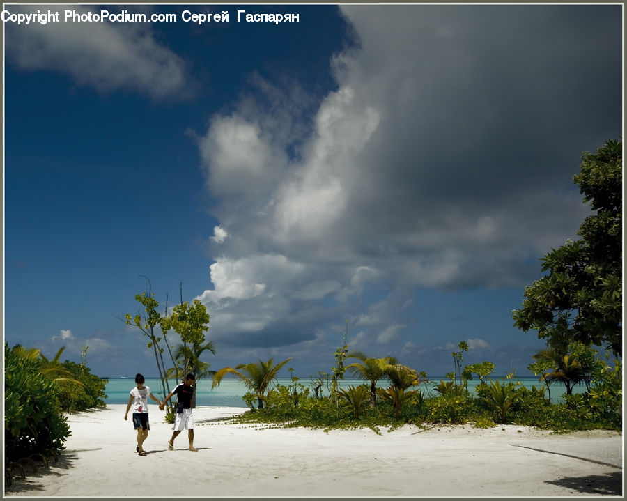Beach, Coast, Outdoors, Sea, Water, Plant, Tree