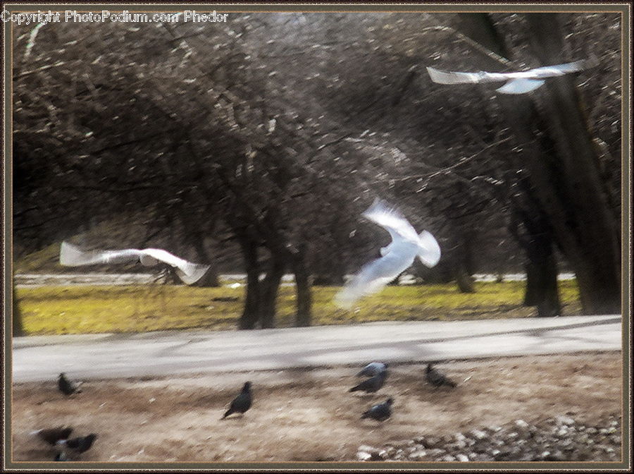 Bird, Crane Bird, Heron, Blackbird, Crow, Swallow, Pigeon