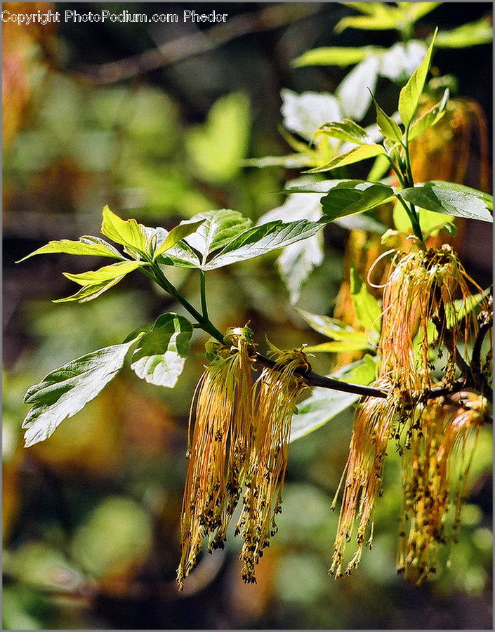 Conifer, Fir, Plant, Tree, Asteraceae, Blossom, Flora