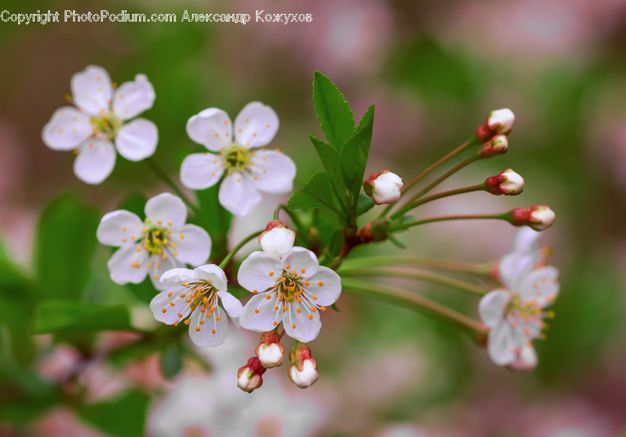 Bud, Plant, Blossom, Flora, Flower, Cherry Blossom, Anther