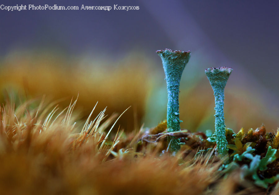 Field, Grass, Grassland, Plant, Moss, Seaweed, Vegetation