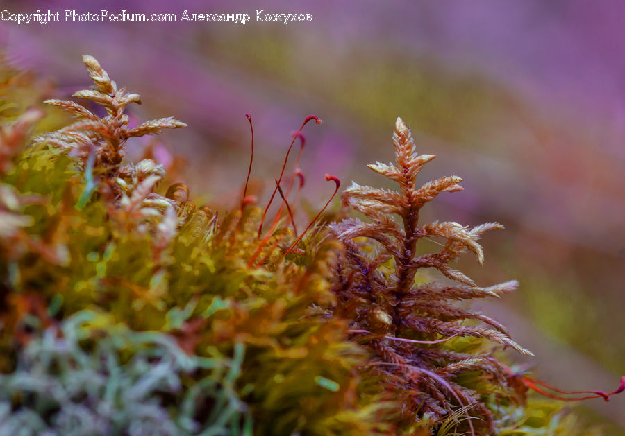 Moss, Plant, Field, Grass, Grassland, Blossom, Flora