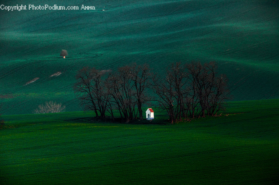 Field, Grass, Grassland, Plant, Land, Outdoors, Lawn