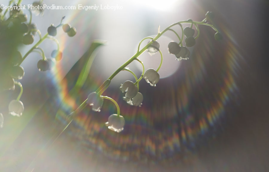 Flare, Light, Sunlight, Blossom, Flora, Flower, Geranium