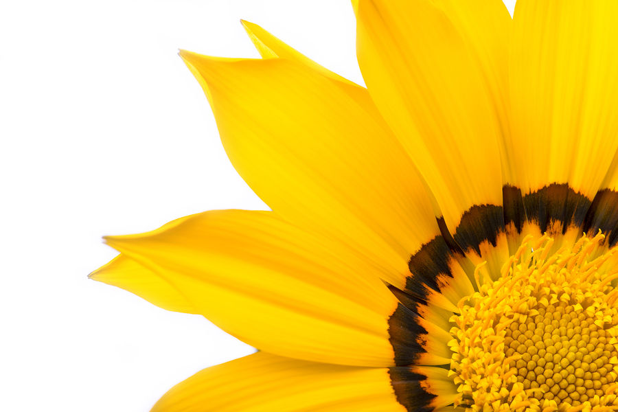 Blossom, Flora, Flower, Plant, Sunflower, Pollen, Treasure Flower