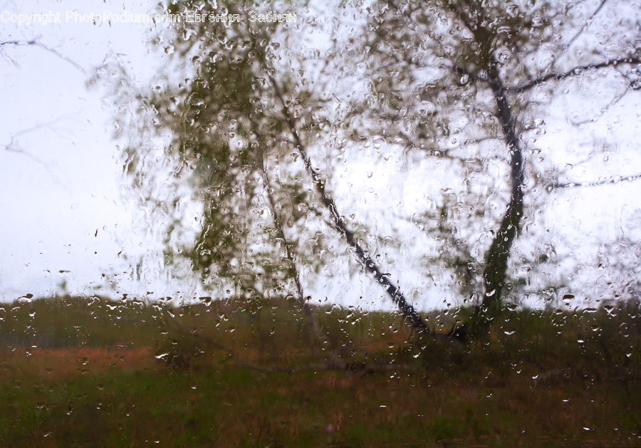 Fog, Mist, Outdoors, Field, Grass, Grassland, Land