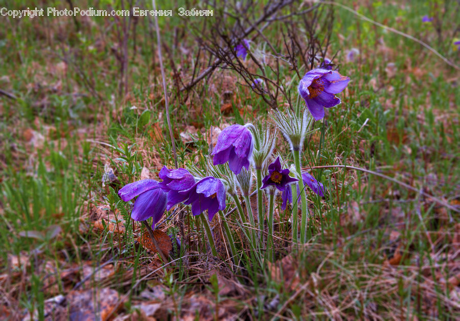 Blossom, Crocus, Flora, Flower, Plant, Aquilegia, Asteraceae