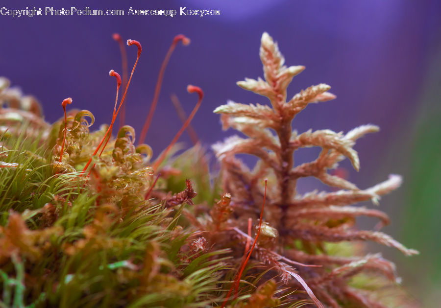 Mammal, Sea Life, Seahorse, Moss, Plant, Conifer, Fir