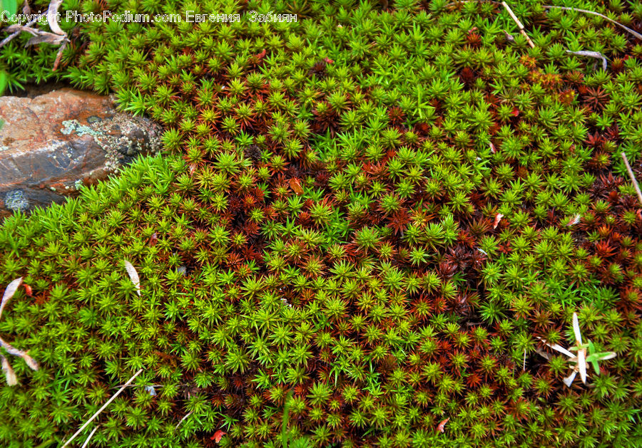 Moss, Plant, Fern, Blossom, Flora, Flower, Ground