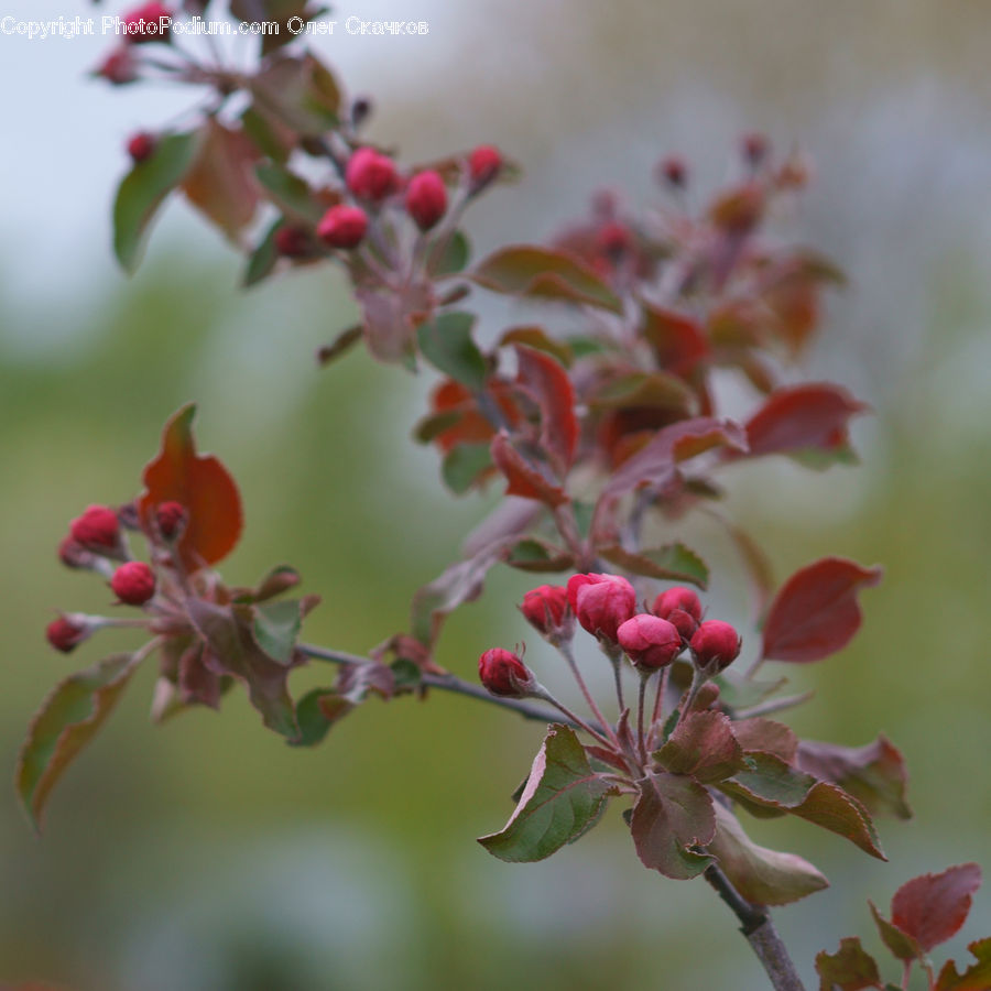 Blossom, Flora, Flower, Plant, Cherry Blossom, Geranium
