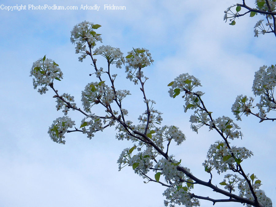 Blossom, Flora, Flower, Plant, Tree, Oak, Sycamore