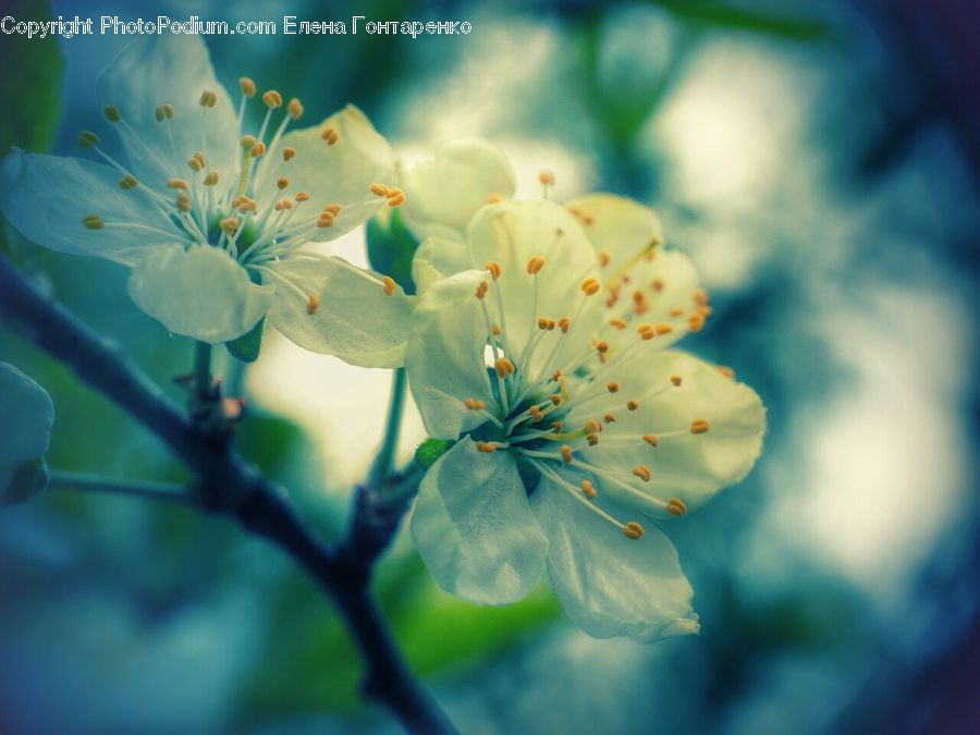 Blossom, Flora, Flower, Plant, Cherry Blossom, Geranium
