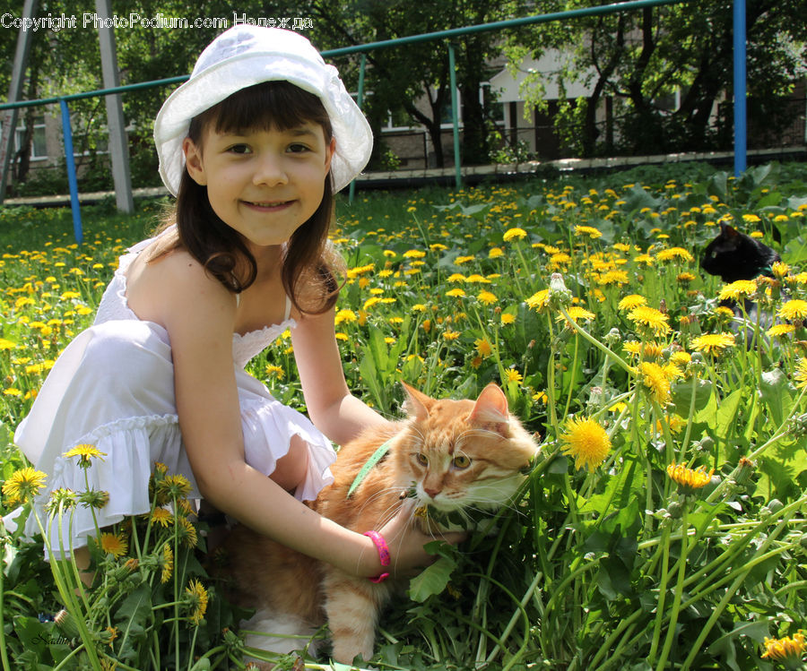 People, Person, Human, Animal, Cat, Kitten, Mammal