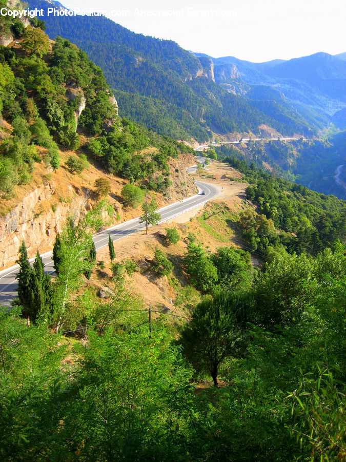 Landslide, Outdoors, Wilderness, Conifer, Fir, Plant, Tree
