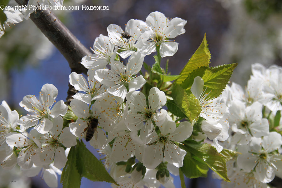 Blossom, Flora, Flower, Plant, Cherry Blossom, Lilac, Arenaria