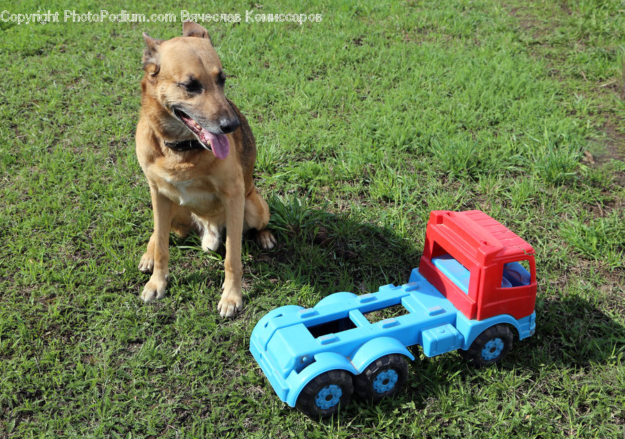 Toy, Animal, Canine, Collie, Dog, Mammal, Pet