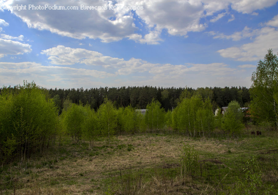 Conifer, Fir, Plant, Tree, Outdoors, Wilderness, Field