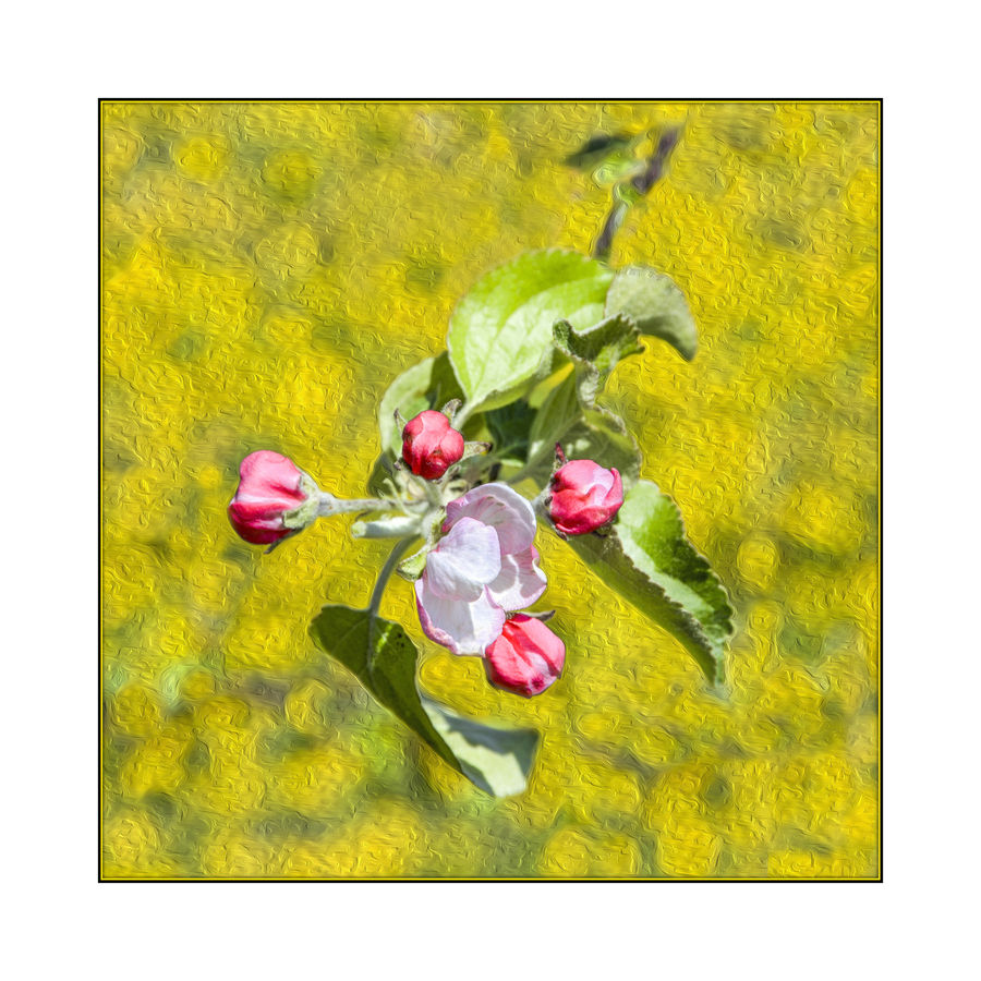 Greeting Card, Mail, Collage, Poster, Flower, Flower Arrangement, Flower Bouquet