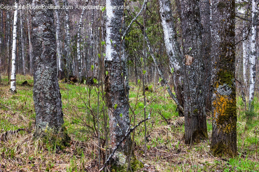 Birch, Tree, Wood, Forest, Vegetation, Grove, Land