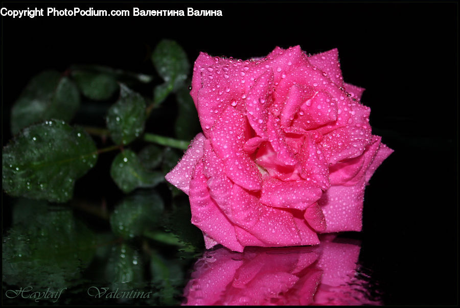 Blossom, Flower, Plant, Rose, Flora, Gladiolus, Geranium