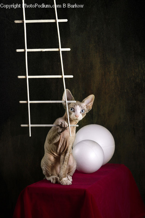 Couch, Furniture, Abyssinian, Animal, Cat, Mammal, Pet