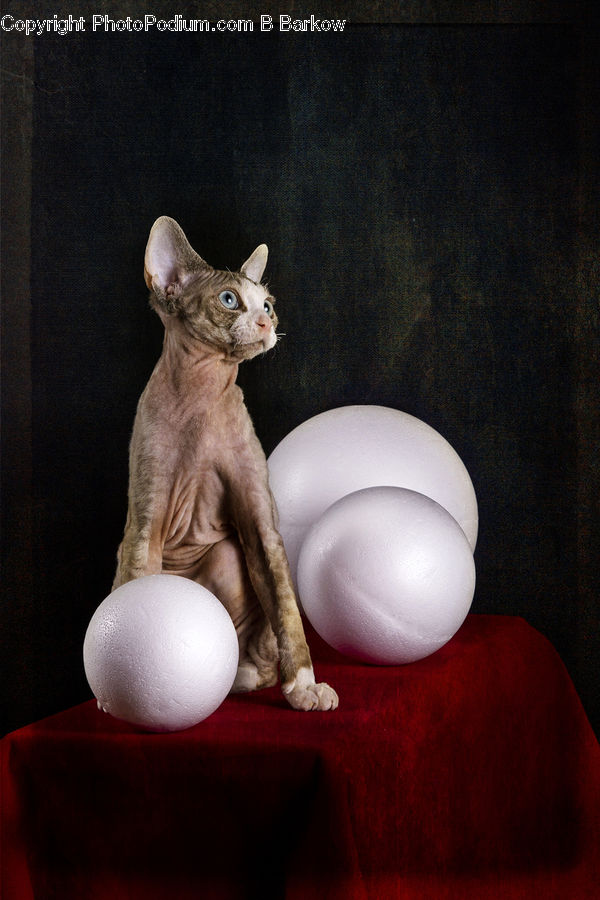Animal, Cat, Pet, Siamese, Abyssinian, Mammal, Figurine