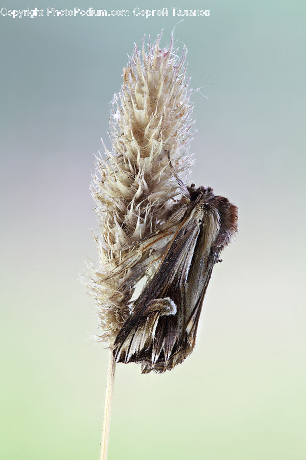 Andrena, Apidae, Bee, Bumblebee, Honey Bee, Insect, Invertebrate