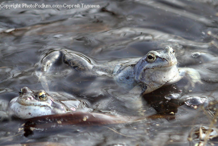 Amphibian, Frog, Wildlife, Alligator, Crocodile, Reptile, Toad