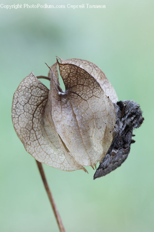 Butterfly, Insect, Invertebrate, Cricket Insect, Grasshopper, Blossom, Flora