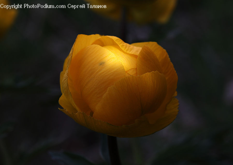 Blossom, Flora, Flower, Plant, Tulip, Crocus