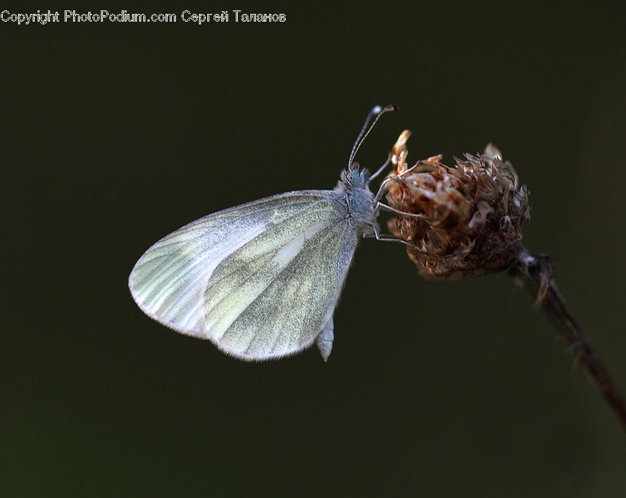Anisoptera, Dragonfly, Insect, Invertebrate, Conifer, Fir, Plant