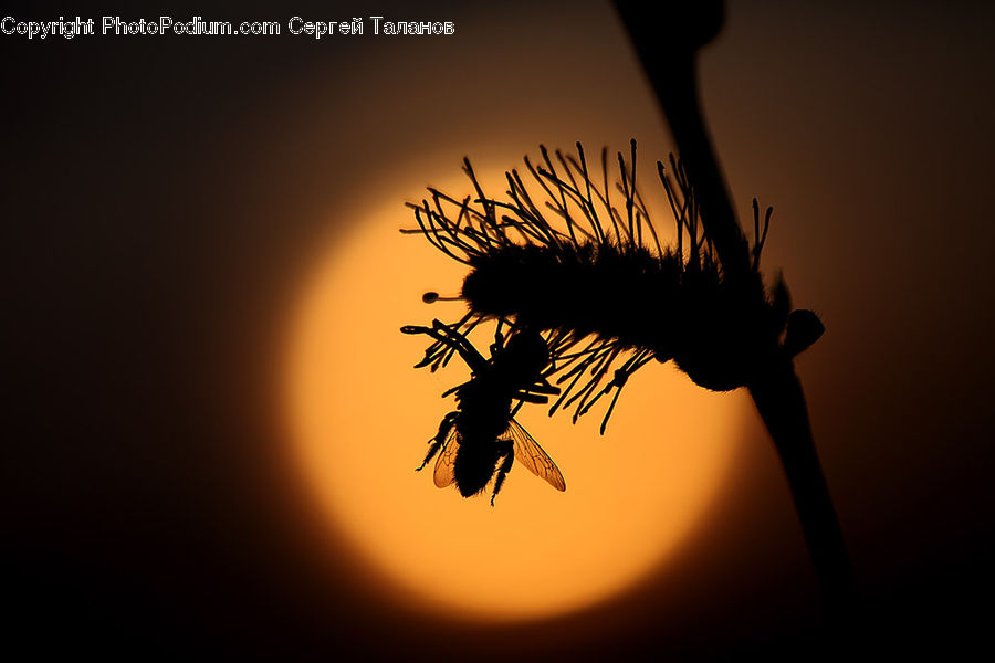 Silhouette, Plant, Weed, Dragon, Bee, Bumblebee, Honey Bee